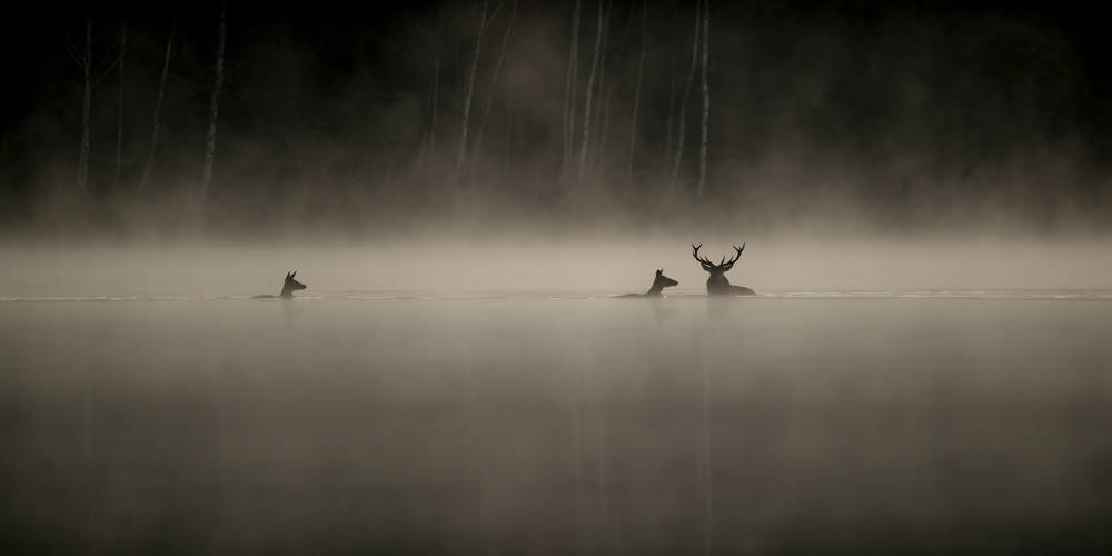 Le Chant des forêts
